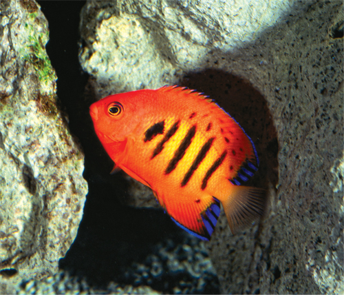 Photograph of a flame angelfish