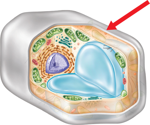 Illustration of a plant cell; a red arrow is pointing at the outer covering of the cell