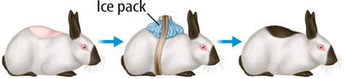 Series of illustrations showing a Himalayan rabbit with a patch of fur shaved from its back, the same rabbit with an ice pack covering the shaved patch, and the same rabbit with a dark patch of fur where the ice pack had been.