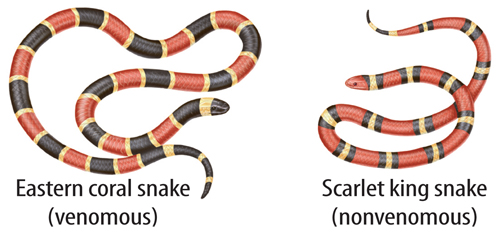 Illustration of an eastern coral snake and a scarlet king snake. The coral snake has thick bands of black and red with thin bands of yellow; the king snake has thick bands of red and thin bands of black and yellow.