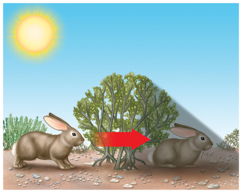 Drawing showing a rabbit moving out of the sunshine into the shadow cast by a bush