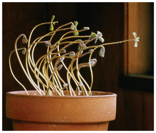 Photograph of a potted plant that is bending toward the light coming through a nearby window