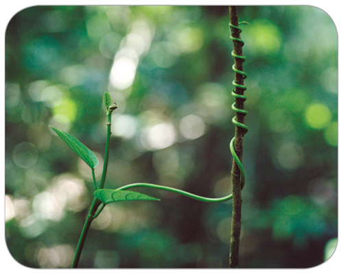 Photograph of a vine winding around the stem of another plant