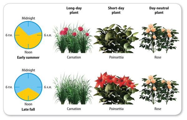 New long day. Короткодневные и длиннодневные растения. Термопериодизм растений. V Rising растения.
