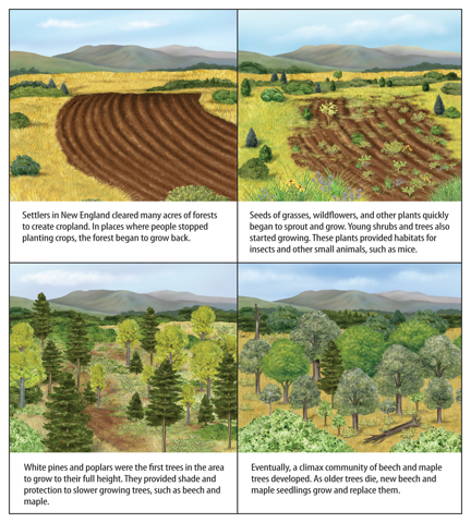 Secondary succession examples